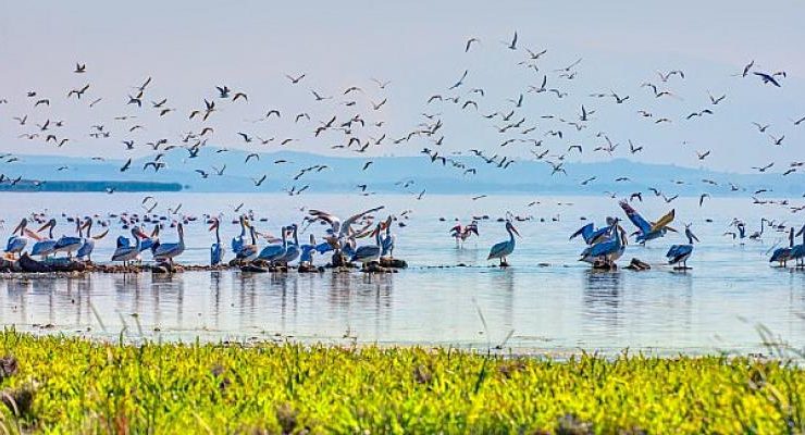 Gelecek nesiller için canlı çeşitliliği bize emanet