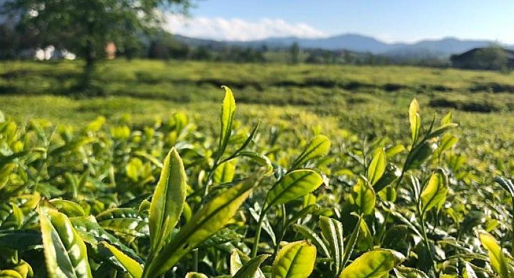 Lipton Doğu Karadeniz’de Çay Hasadına Başladı