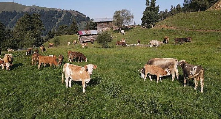 TEMA Vakfı Doğal Varlıkların Korunması için Madenciliğe Kapalı Alanların Kanunlarla Belirlenmesini Öneriyor