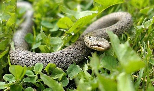 &apos;Şehirdeki Yılanlar'ın 10. Sezonu 1 Temmuz'da National Geographic WILD Ekranlarında Başlıyor!