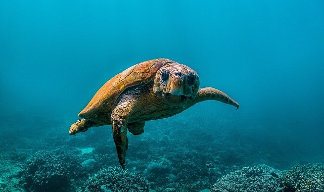 National Geographic NOW Seç-İzle Servisi Temmuz Ayında &apos;Okyanuslar' Temasıyla Dopdolu İçerikler Sunuyor